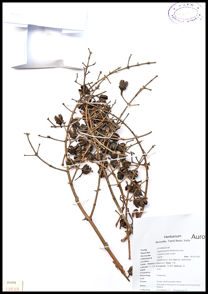 Dry herbarium images
